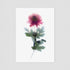 Pink Chrysanthemum Postcard